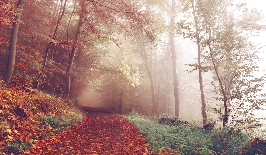 foggy forest path