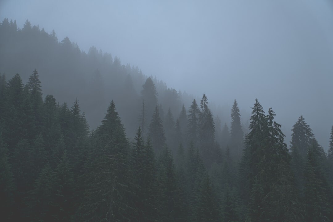 mysterious foggy forest